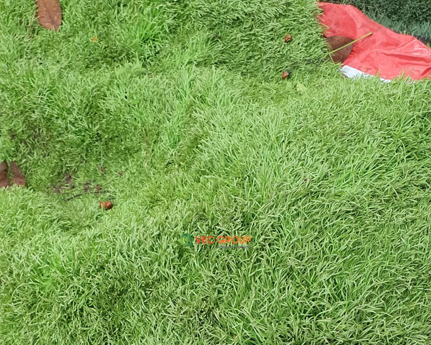 Cỏ nhân tạo thanh lý tại kho Đà Nẵng